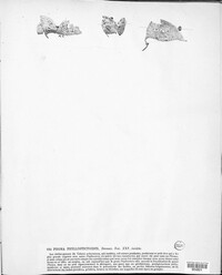Phoma phyllostictoides image